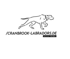 Labrador Zwinger – cranbrook
